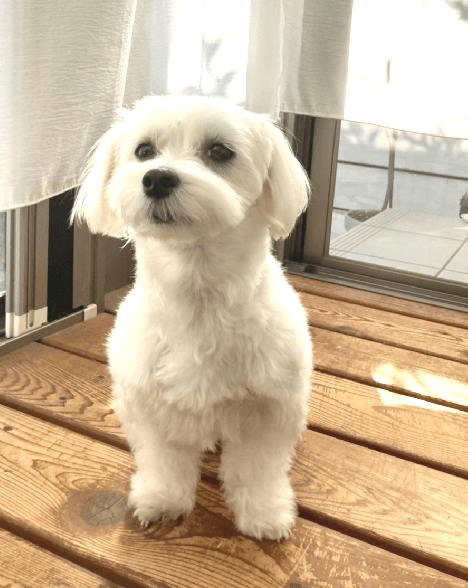 inu